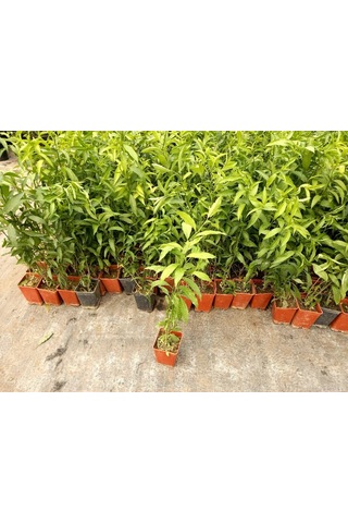 Gece Sefası Limon Çiçeği Melisa 10-20 Cm