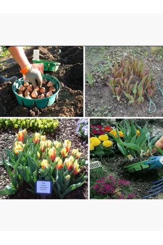 Domdacaogorod Soğanlı Bitkiler Ve Kelebek Yetiştirme Sepeti 263098581