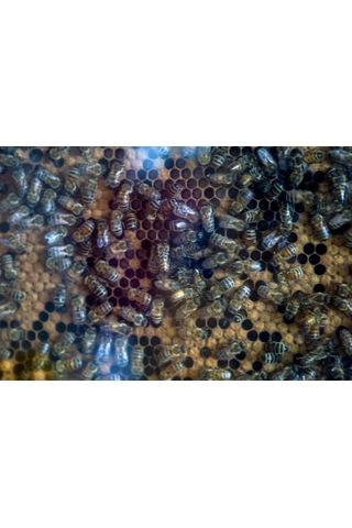 Mustafa Baloğlu Bal Ürünleri Karadeniz Çiçek Balı 250 G