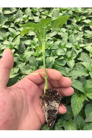 Meksika Extreme Acı Jalapone Biber Fidesi 5 Adet