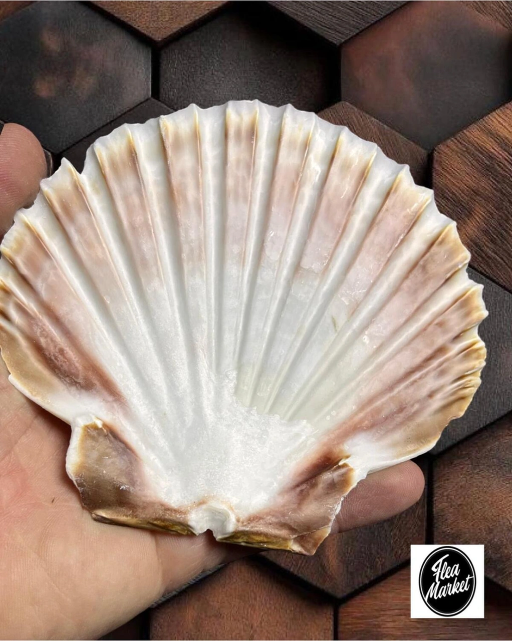Gerçek Deniz Kabuğu - Scallop - 1 Adet