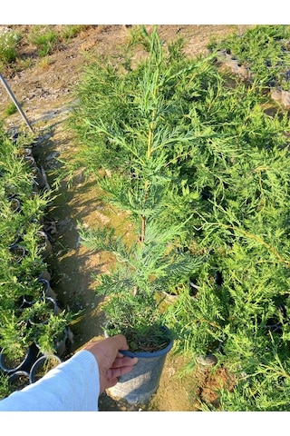 10 Adet Leylandi, Saksılı 70 cm Üzeri (Çit Çamı)