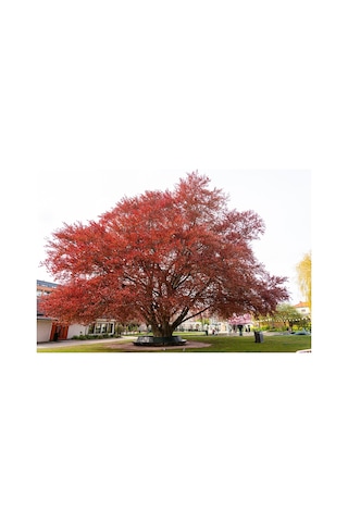 Kırmızı Kayın Fidanı 5 Adet - Fagus Sylvatica Atropurpurea