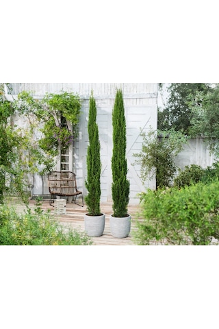 Akdeniz Servisi Cupressus Sempervirens 10 Adet