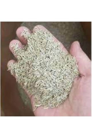 Çim Tohumu Ithal 3lü Karışım Özel Çim Tohumu 1kg