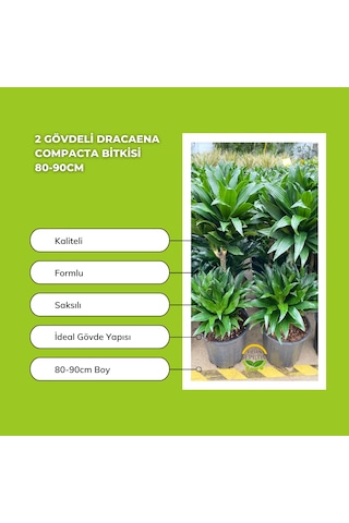 2 Gövdeli Dracaena Compacta Bitkisi 80-90cm
