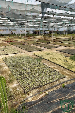 20 Adet Özel Kaktüs Seti