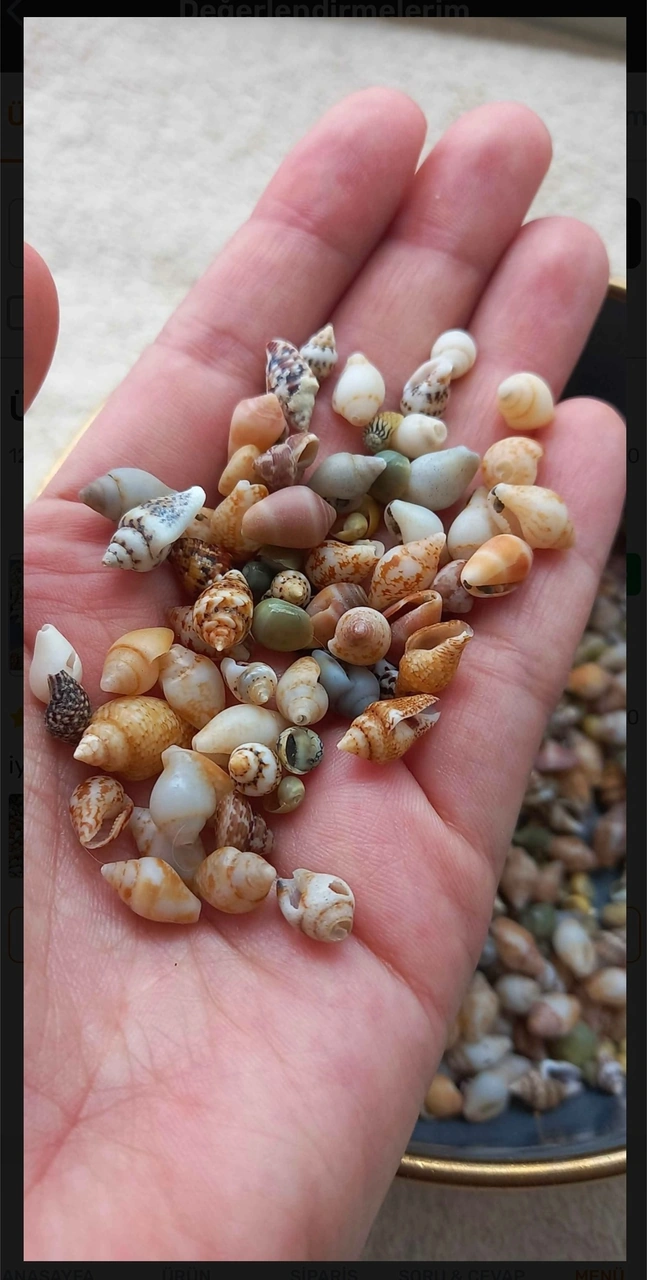 500 Adet Natural Minik Akvaryum Deniz Kabuğu Nassa Shell Karışık Minyatür Deniz Kabuğu