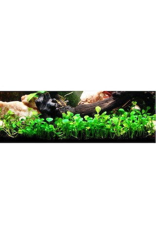 BÜYÜK YAPRAK SU YONCASI CANLI SU BİTKİSİ TOHUMU