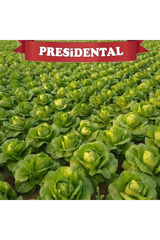 Presidental Yedi Kule Düz Marul Tohumu 100'lü Paket Kaplı Tohum