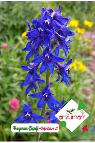 Arzuman Süs Bitki Hazeran Çiçek Tohumu