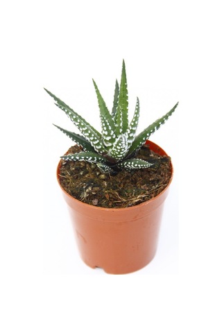 Zebra Kaktüs 20 Adet - Haworthia Fasciata