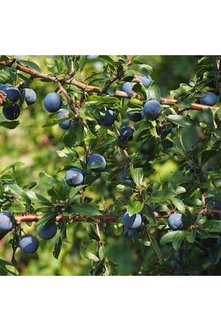 Bahçevilya Siyah Mersin Murt Fidanı 20-30 Cm Boylarında Tüplü