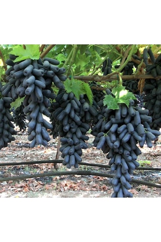 Tüplü Aroması Bol Çekirdeksiz Finger Black Üzüm Fidanı