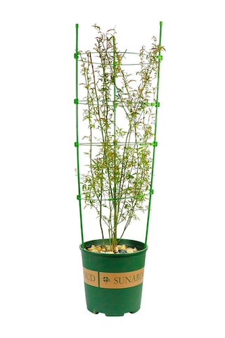 Youmex Bitki Tüp Sarmal Destek Ağiç, 7mm Çubuk Triangular Yapı, Yeşil Elektrostatik Boya, Boyut Ayarlanabilir, Çiçek-baklagil-biber-gül İçin