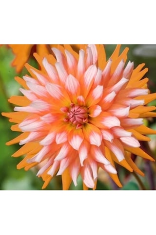 10 Adet Turuncu Beyaz Dahlia + 10 Adet Hediye Karışık Renk Gül Tohumu