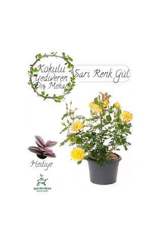 Dolgun Formlu Canlı Sarı Gül Fidanı 30-50cm Saksılı+ Telgraf Çiçeği
