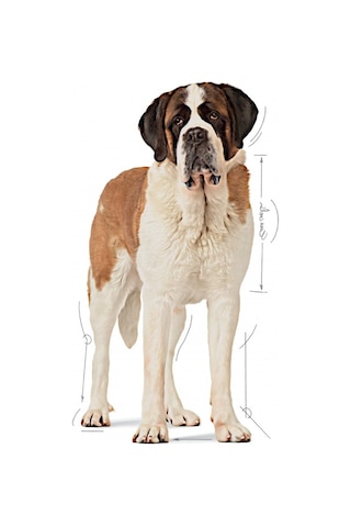 Royal Canin Giant Junior Dev Irk Yavru Köpek Maması 15 KG