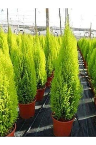 Tüplü Salon Çamı Limoni Servi Çam Fidanı 14 Lük Saksıda- Boyu 30-40 Cm Limon Kokulu Çam Fida