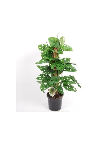 Delikli Monstera (Monstera Adonsonii Monkey Mask) Sopalı