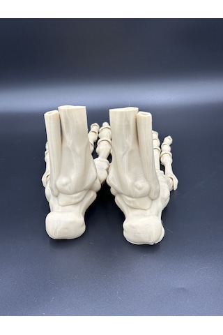 Anatomi - İskelet Çift Ayak - Dekorasyon Doğru Detay