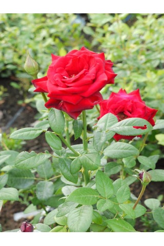 Videolu Yediveren Yoğun Kokulu Ateş Kırmızısı 30 60 Cm 3 Adet Aşılı Gül Kırmızı Red Rose