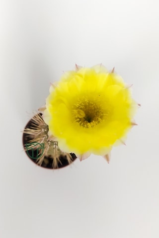 Lobivia Aurea Sarı Çiçek Açan Kaktüs Özel Tür Bol Yavru 5.5 CM Kahverengi Saksıda