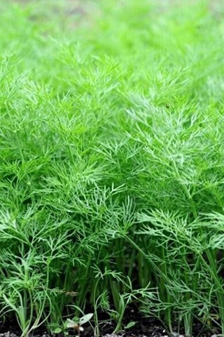 Dere Otu Tohumu 10 Gr 0,5 Mm-10 Metre