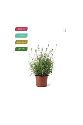 Bitkim Sende Lavanta Fidanı İngiliz Lavandula Angustifolia Hidcote, Saksıda, Kokulu, Çiçek Açan, Çalı