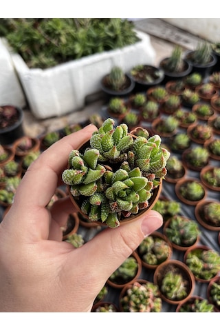 Haworthia Mini Bodur Tür 1 Adet