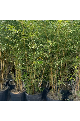 Bambu Bitkisi Bambusa Aurea 150cm
