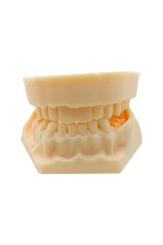 Barışhan Medikal Silikon Çene Diş Dikiş Modeli Ortodontik Alt Üst Çene Periodontal Sütür Eğitim Modeli-3