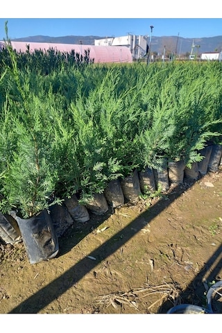 Videolu Yeşil Yapraklı Leylandi Fidanı 40 60 Cm 10 Adet Dış Mekan Bitkisi Cupressus