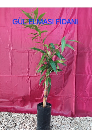 Gül Elması Fidanı Rose Apple 4 Yaş 100 Cm Nadir Tür