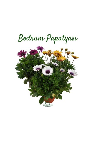 Bahar Çiçekleri Bodrum Papatyası 3'lü Mor+sarı+beyaz Saksılı Bahçe Çiçeği