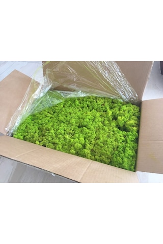 Trend Bahçe Reindeer Moss Lime Green Şoklanmış Norveç Yosunu 4 KG