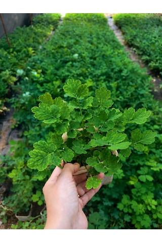 Kırlangıç Otu Fidesi Chelidonium Majus Canlı Bitki