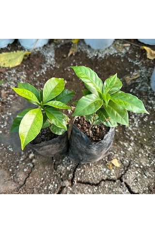 Sınırlı Stok Küçük Boy Rabusta Kahve Fidanı Tüplü