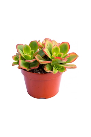Aeonium Kiwi - 50 Adet Sukulent - Teraryum Bitkisi
