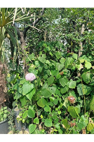 Yeşil Deniz Fidancılık Rus Ortancası Kısmet Ağacı 100-150 Cm