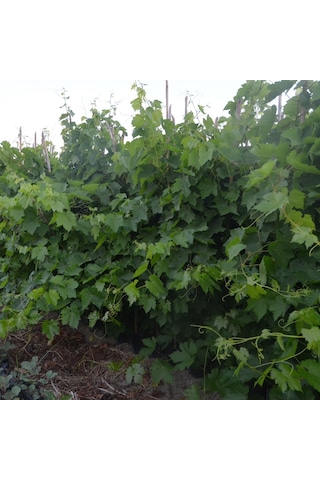 Tüplü Sultaniye Üzüm Fidanı 2 Yaş Çekirdeksiz