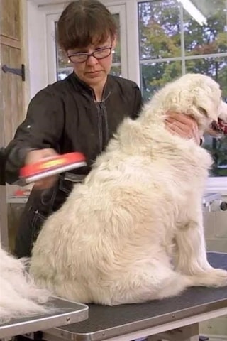 Büro Ev Evcil Hayvanı İçin 10cm Uzun Tüylü Köpek Tüy Toplayıcı Tarak