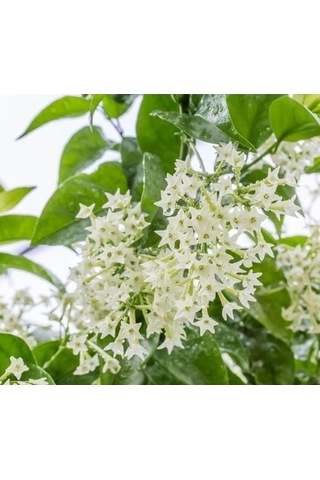 2 Adet 20-40 Cm Kolonya Limon Çiçeği Akşam Gece Sefası Melisa