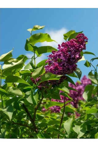 Leylak Fidanı Syringa Chinensis 40-50 Cm Bahar Çiçeği