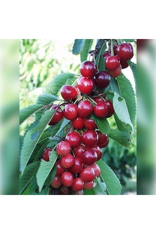 Kiraz Sweetheart 180-220 Cm Tüplü