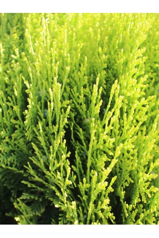 Videolu Mis Kokulu 10 Adet Limon Selvi Fidanı Bahçe Çamı 10-20cm Tüplü Lemon Cypress Tree