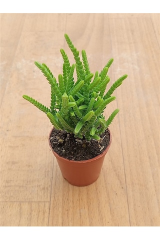 Crassula Muscosa Prenses Çamı 5,5 Cm