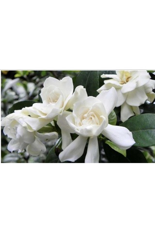 Videolu 1 Adet Hoş Kokulu Gardenya Çiçeği Ofis Bitkisi 25-35 Cm Saksılı Iç Mekan Bitki Gardenia