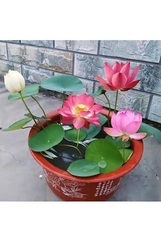 10 Adet Tohum Pembe Japon Lotus Çiçeği Nilüfer Su Zambağı Tohumu