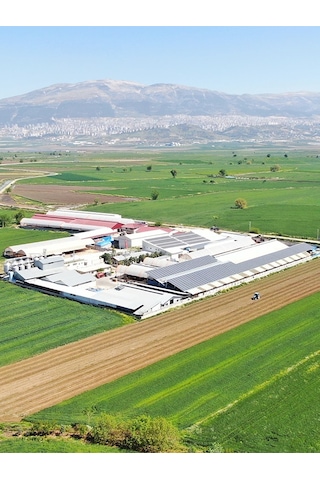 Akalp Çiftliği Soğuk Sıkım Sızma Zeytinyağı 250 ML